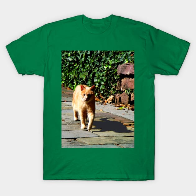 Cats - Orange Tabby Taking a Walk T-Shirt by SusanSavad